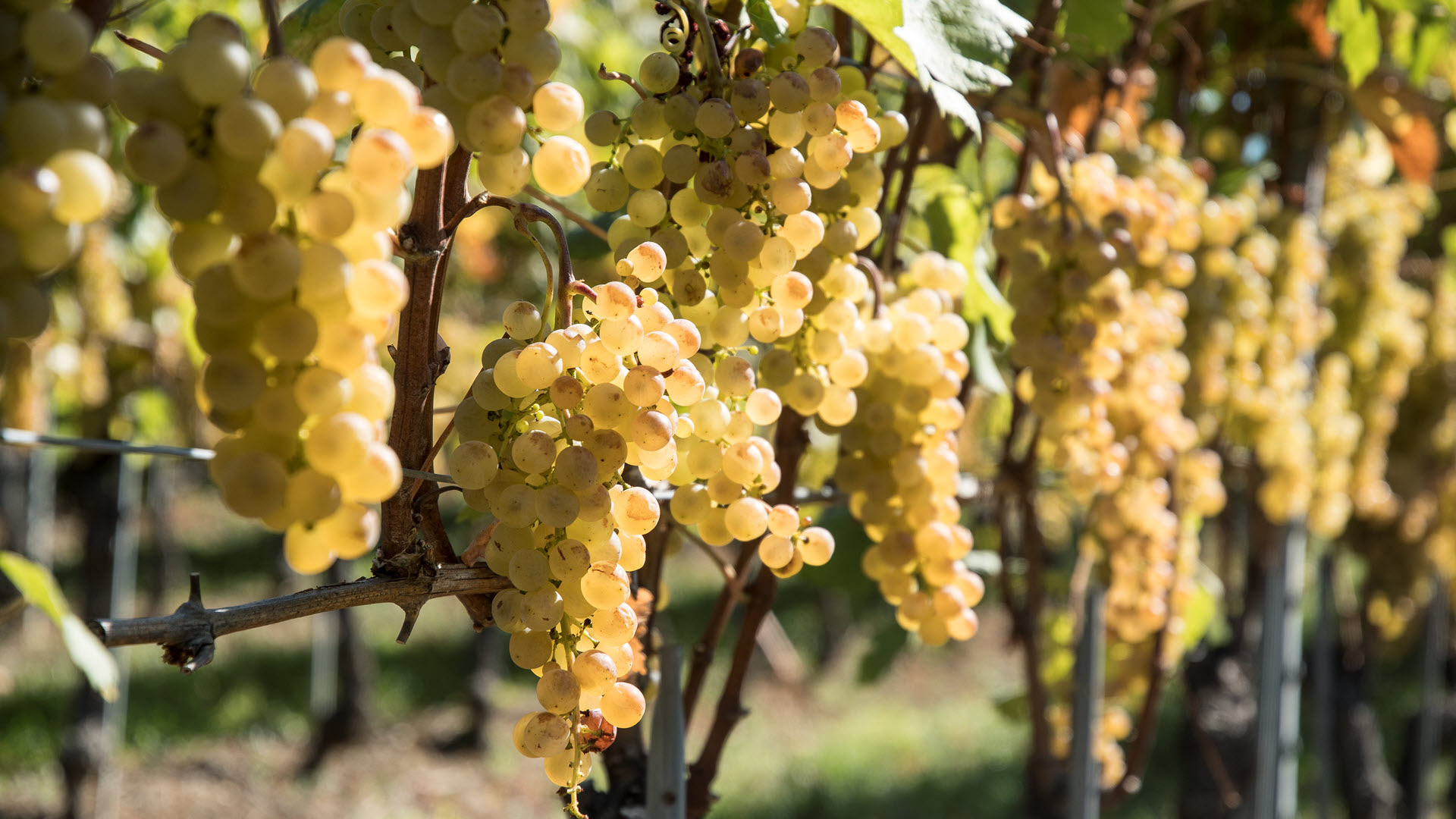Weinreben Chasselas, Trauben, Reben